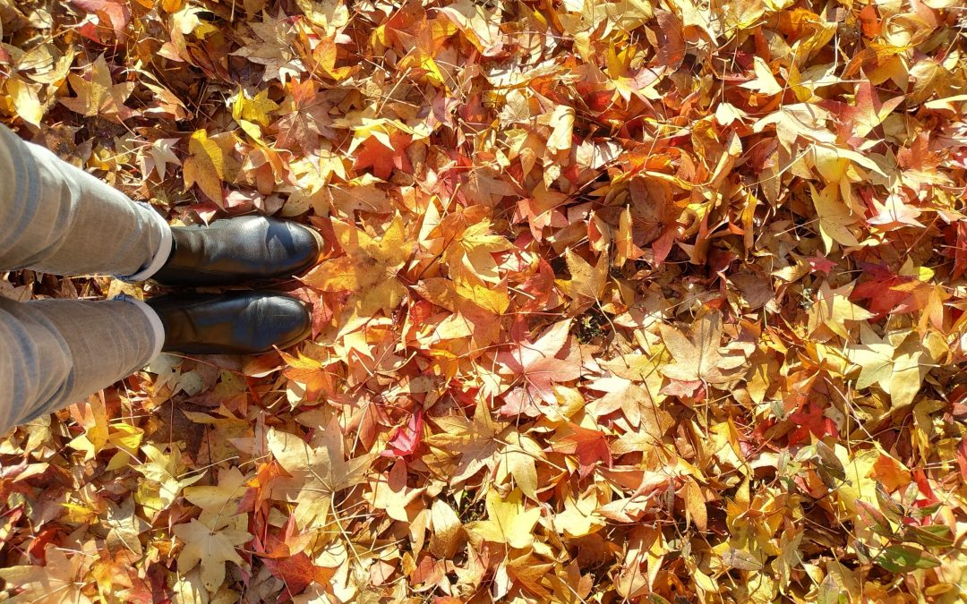 Vue sur un tapis de feuilles d'automne flamboyantes